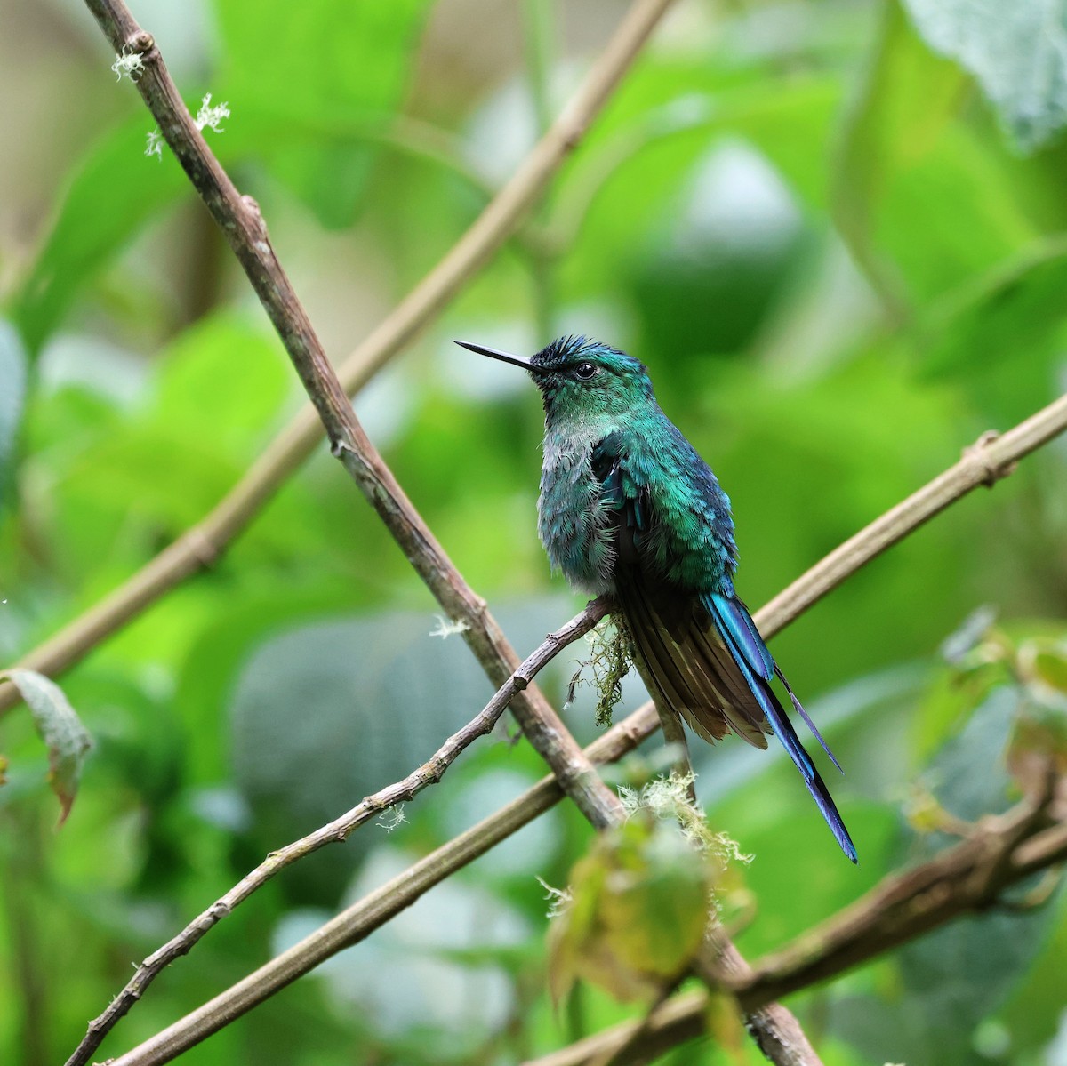 Long-tailed Sylph - ML643709599