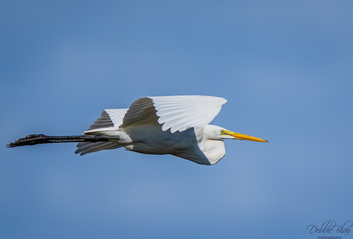 Great Egret - ML643709603