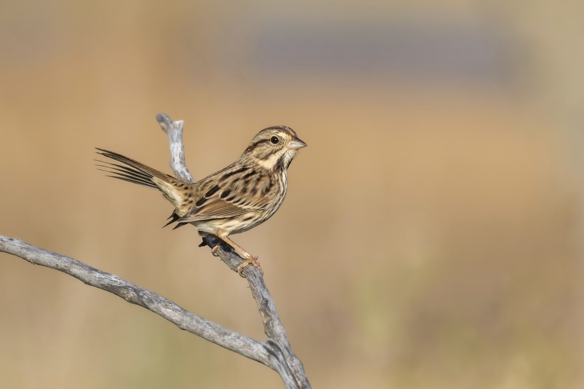 Пасовка співоча - ML643709619