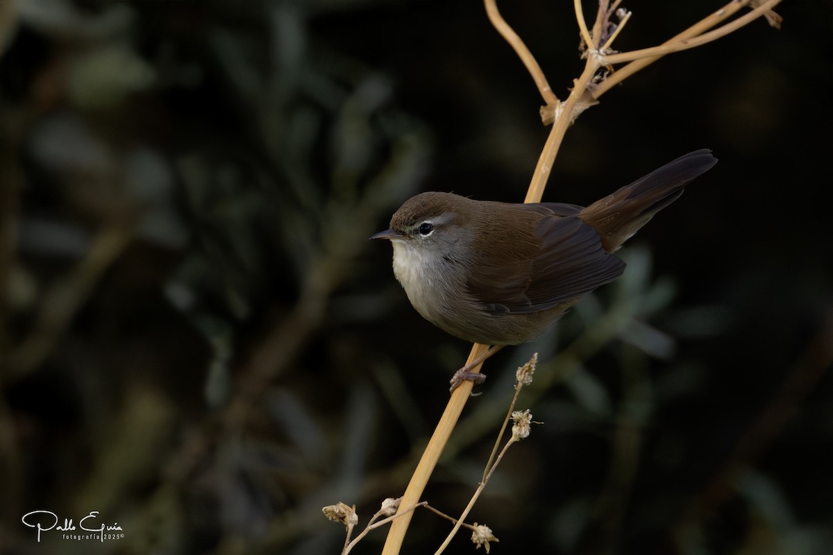 Cetti's Warbler - ML643709620