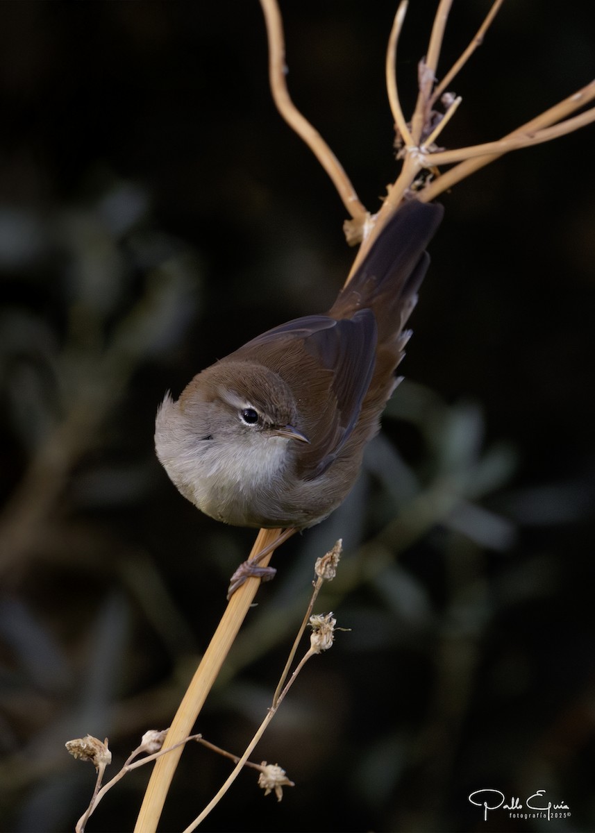 Cetti's Warbler - ML643709621