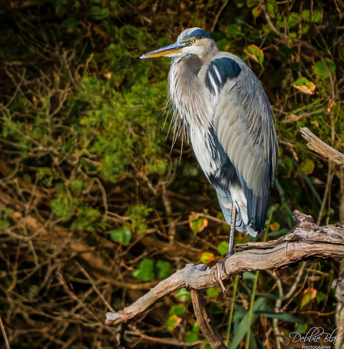 Great Blue Heron - ML643709627