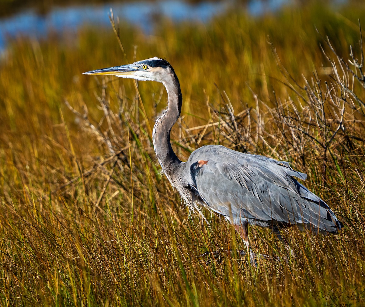 Great Blue Heron - ML643709628