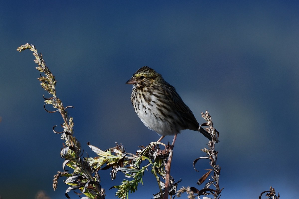 Savannah Sparrow - ML643709649