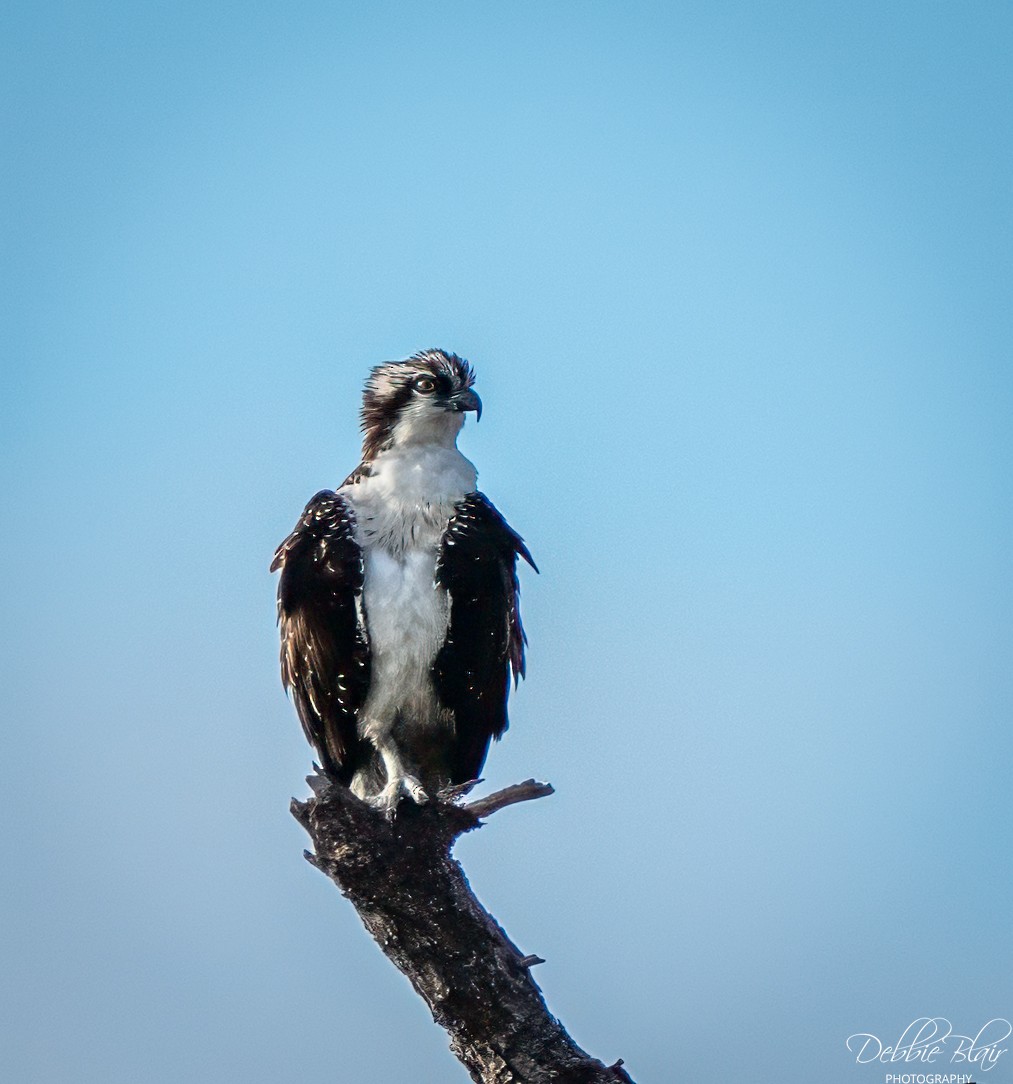 Osprey - ML643709651