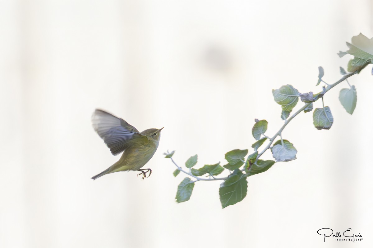 Common Chiffchaff - ML643709653