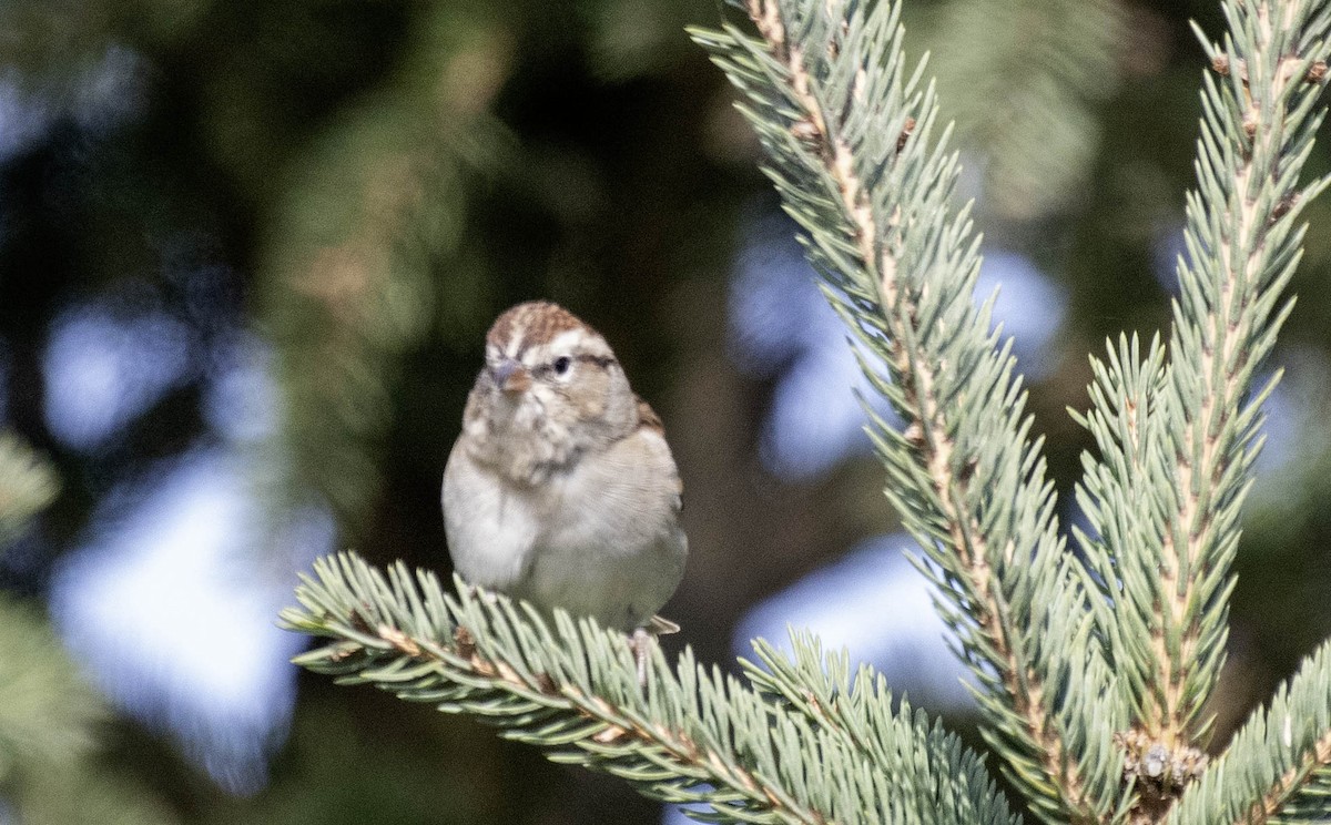 strnádka vrabcovitá - ML643709661