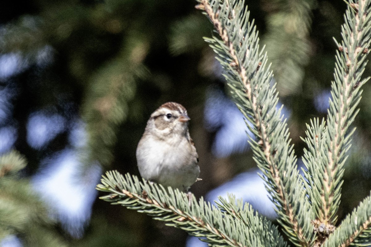 strnádka vrabcovitá - ML643709662