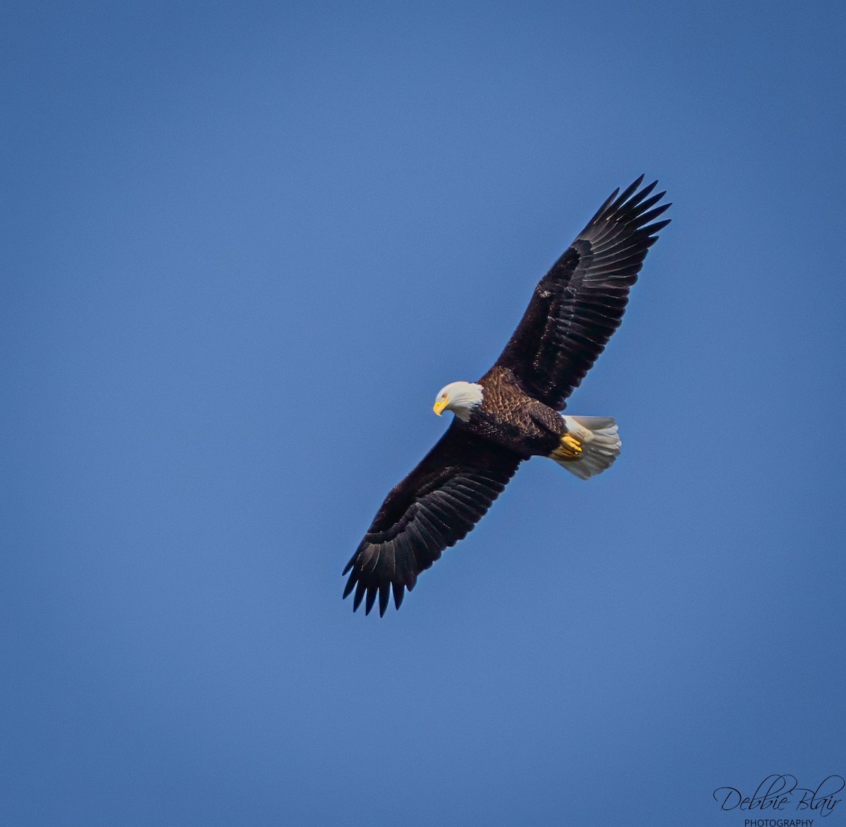 Bald Eagle - ML643709665