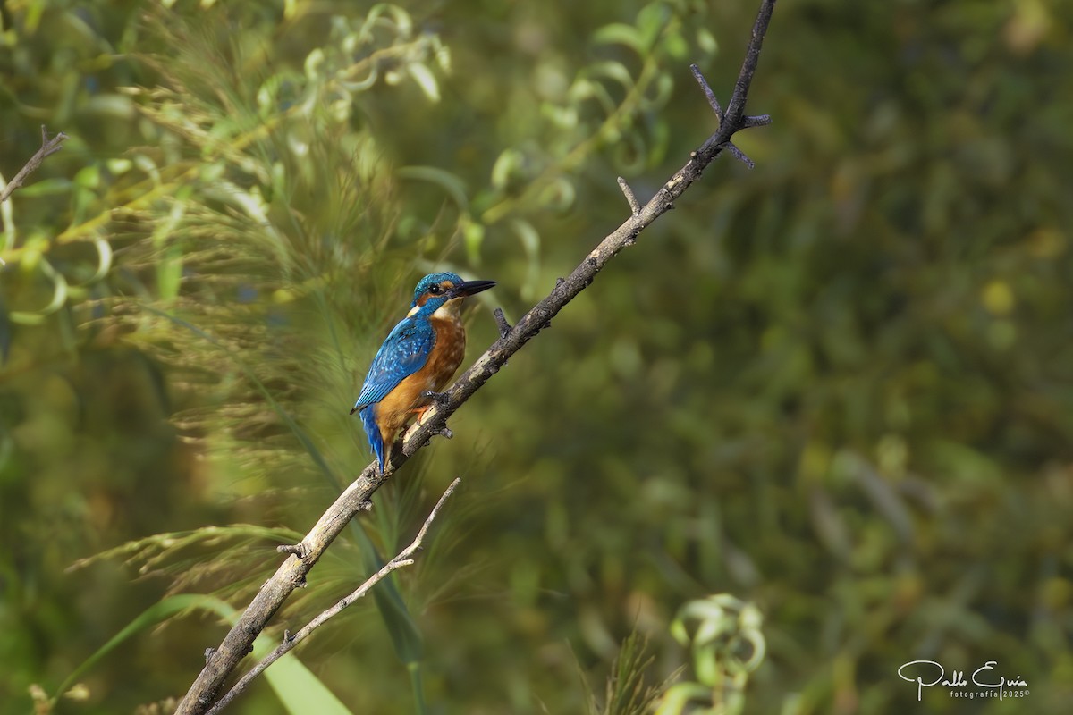 Common Kingfisher - ML643709679