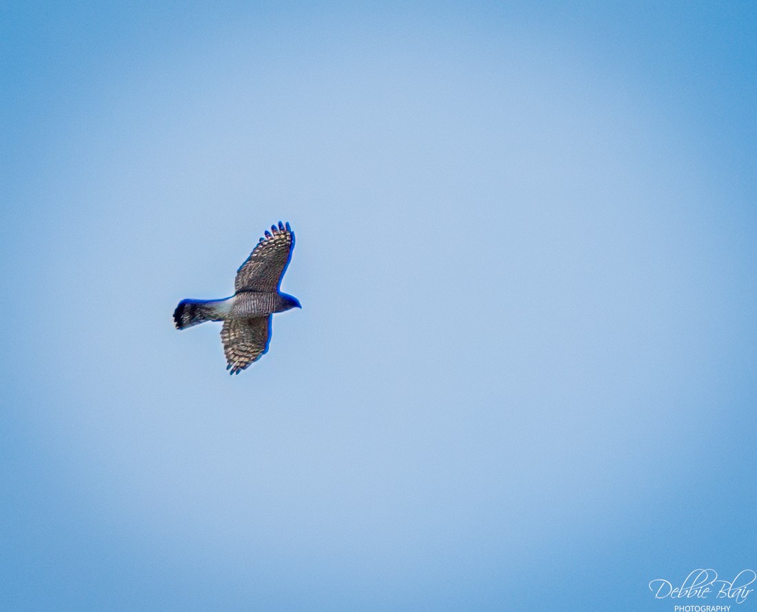 Red-shouldered Hawk - ML643709683