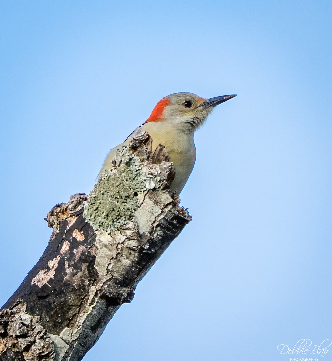 Red-bellied Woodpecker - ML643709701