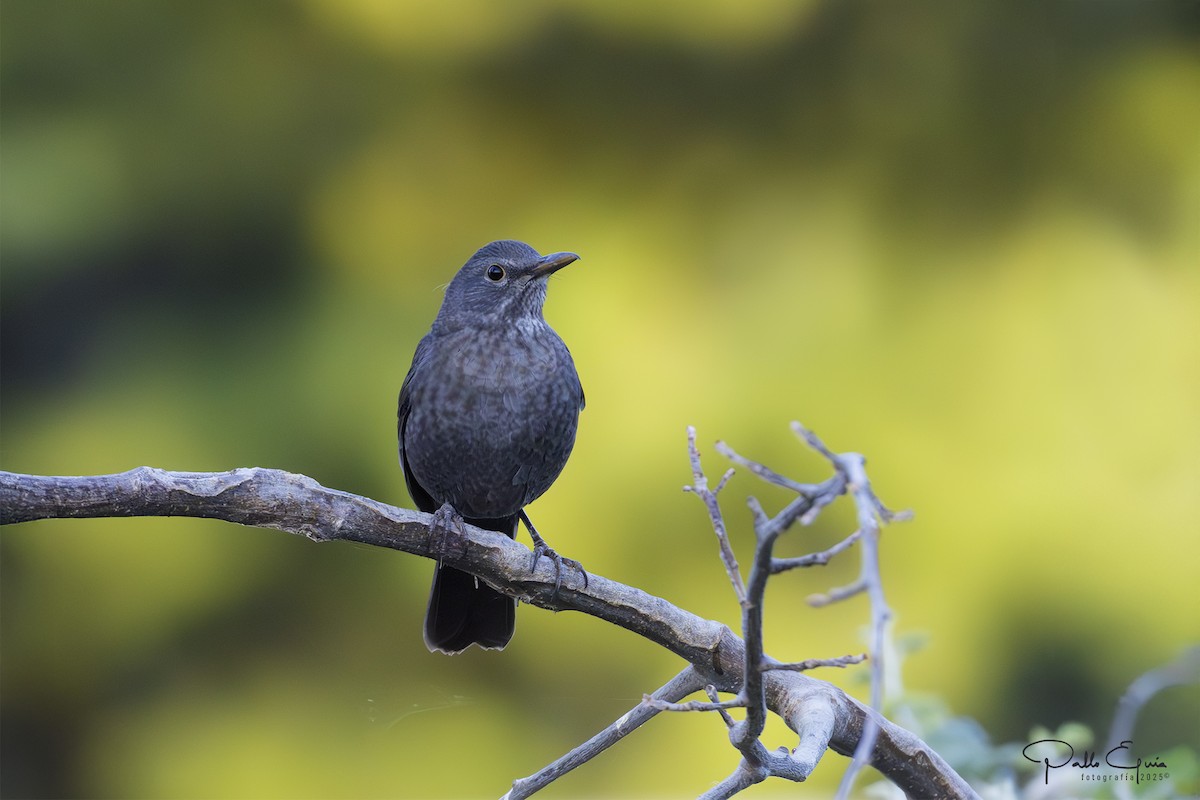 Eurasian Blackbird - ML643709706