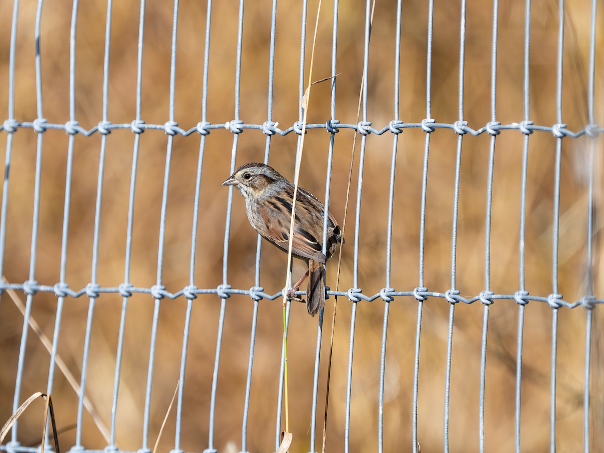 Swamp Sparrow - ML643709712