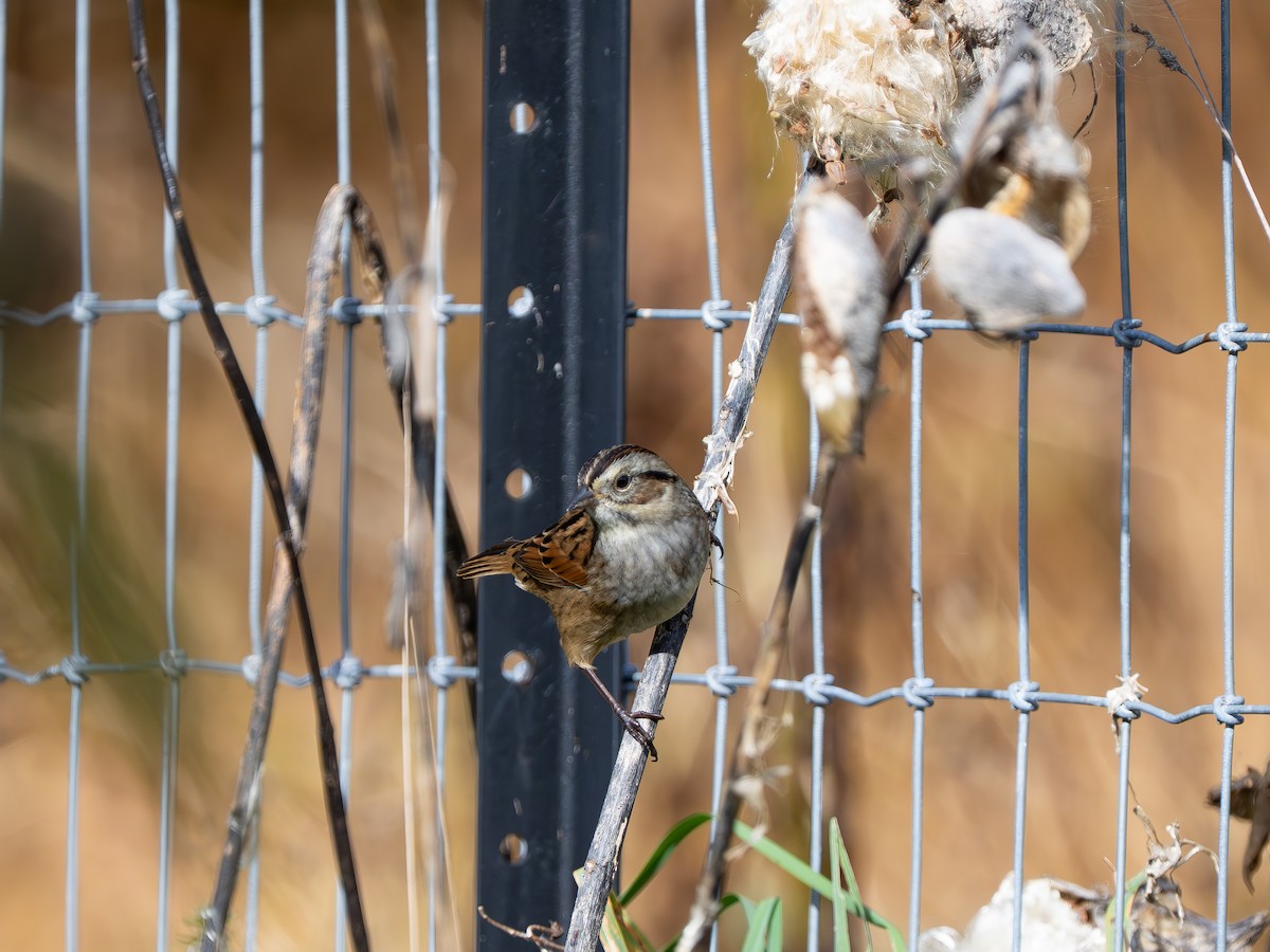 Swamp Sparrow - ML643709715