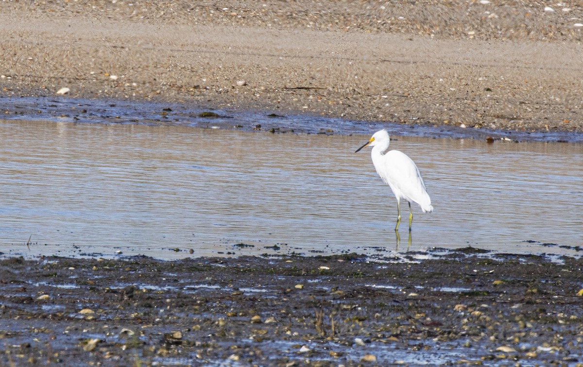 Snowy Egret - ML643709718