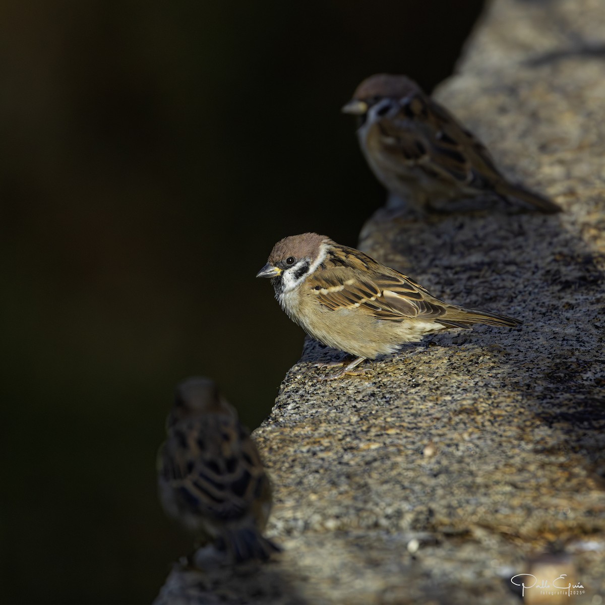 Eurasian Tree Sparrow - ML643709720
