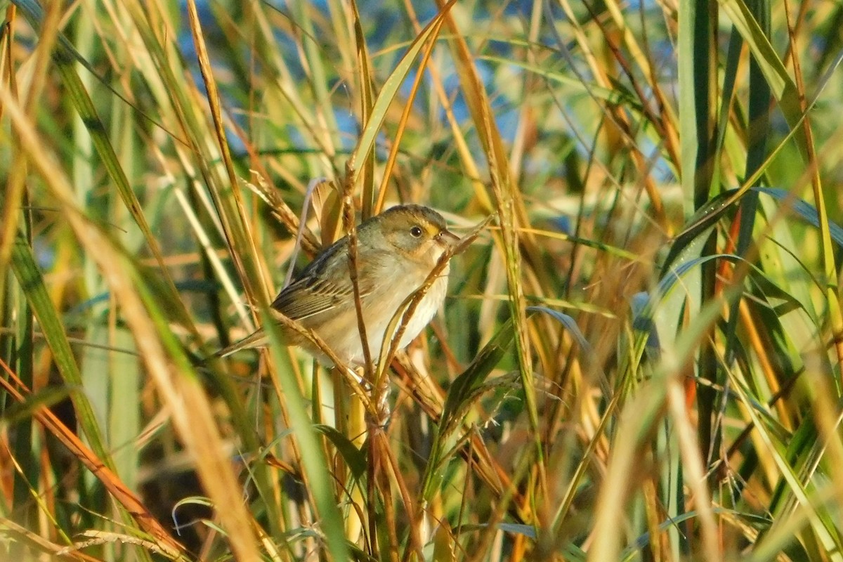 Nelson's Sparrow - ML643709740