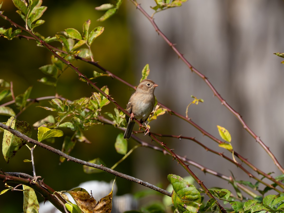 Field Sparrow - ML643709742