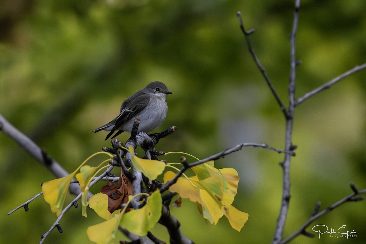 European Pied Flycatcher - ML643709744