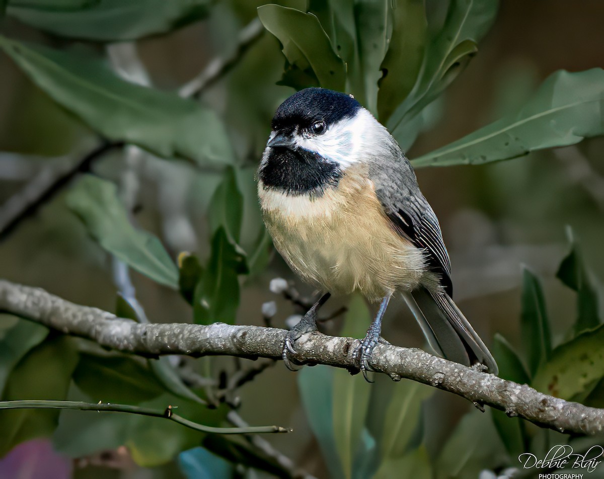Carolina Chickadee - ML643709746