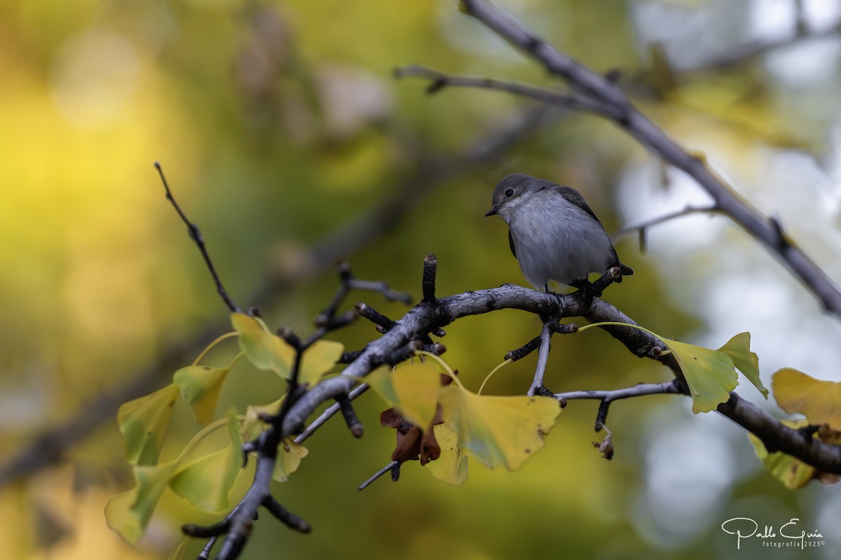 European Pied Flycatcher - ML643709748