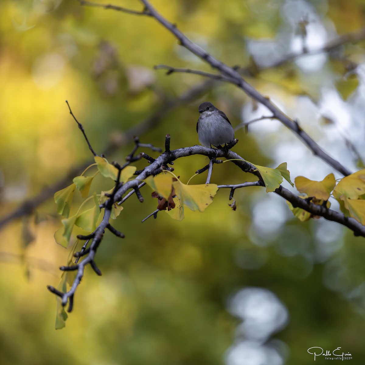 European Pied Flycatcher - ML643709749