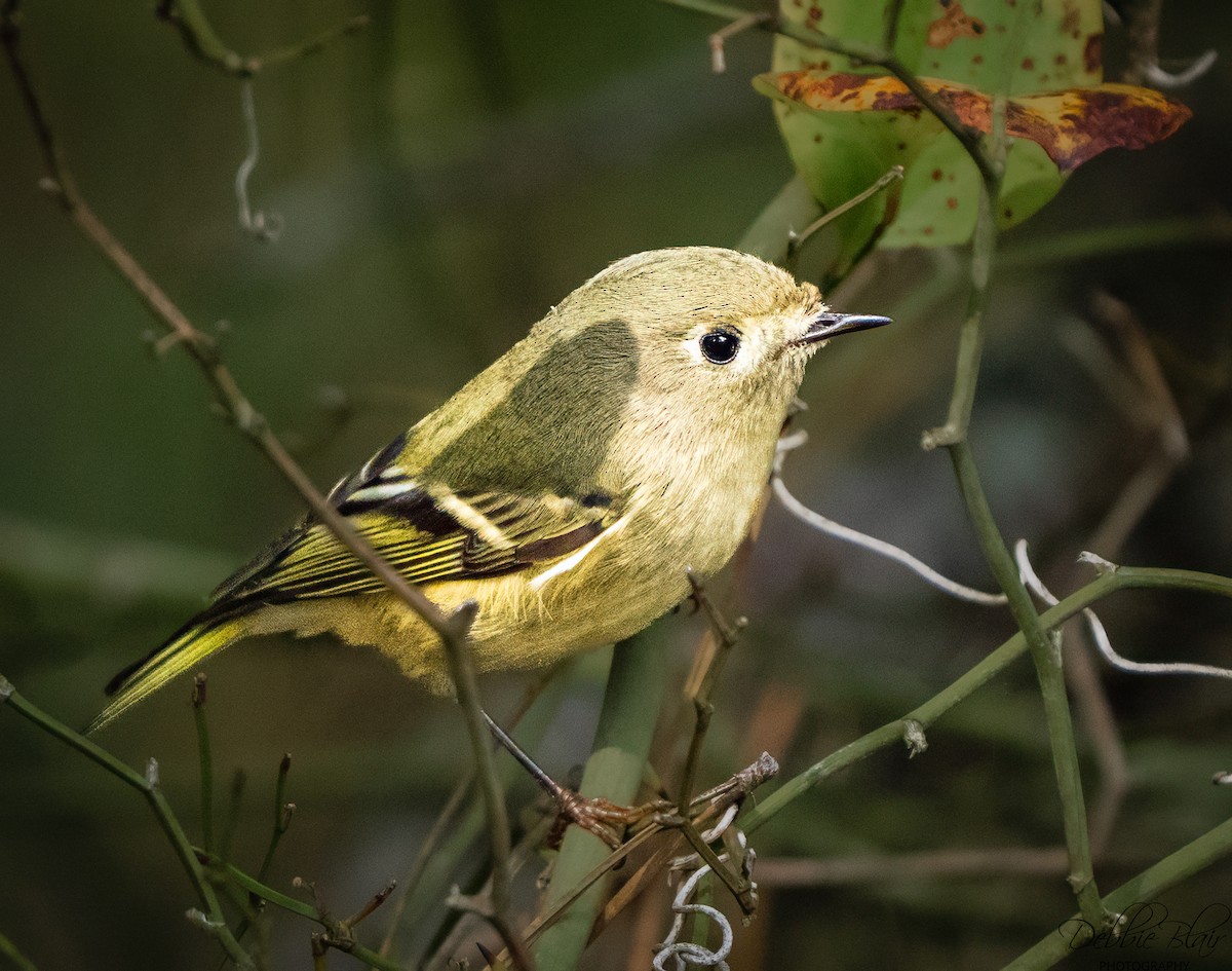 Ruby-crowned Kinglet - ML643709755