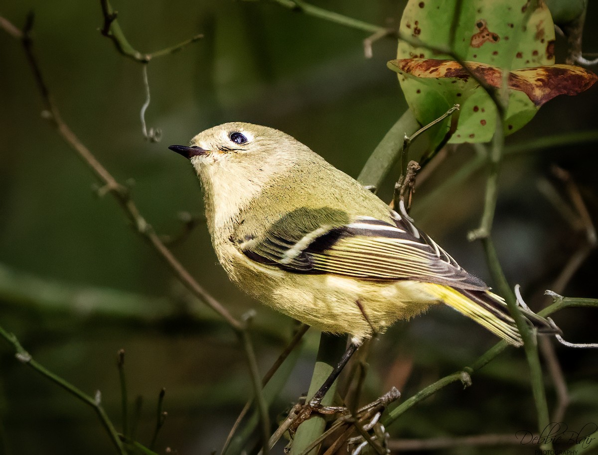Ruby-crowned Kinglet - ML643709756