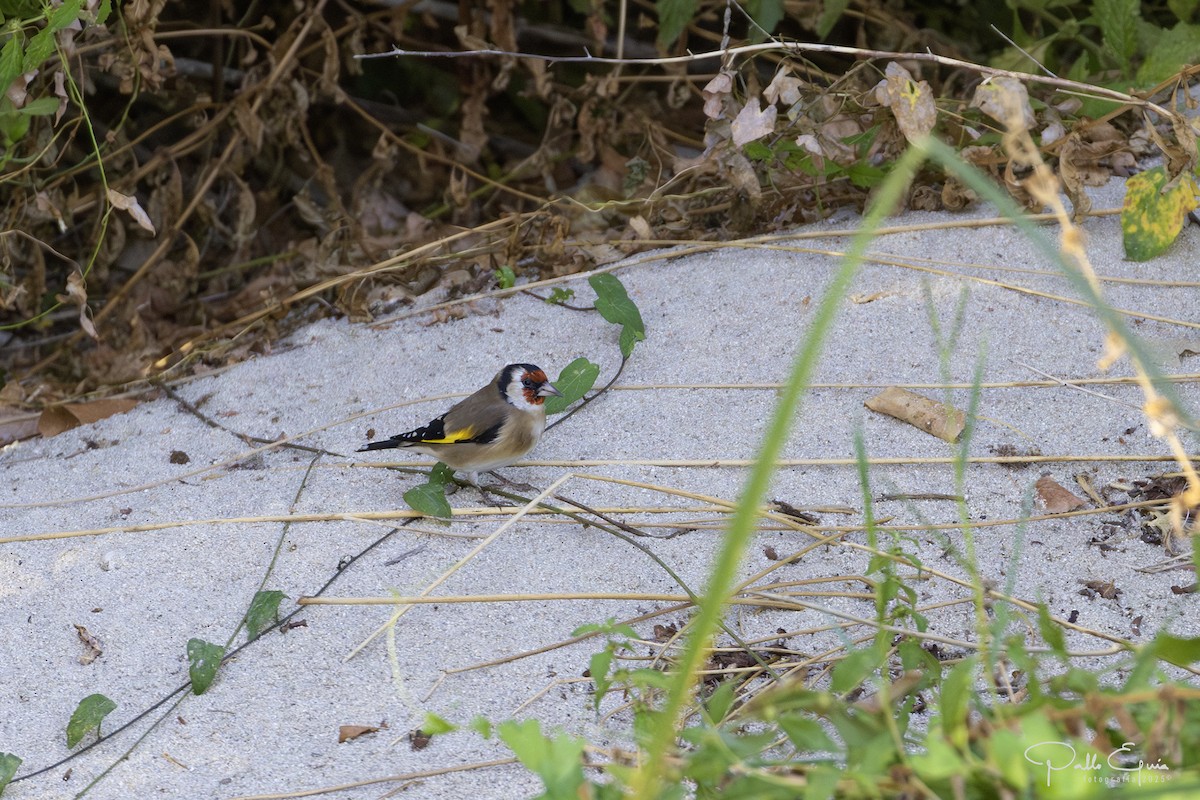 European Goldfinch - ML643709757