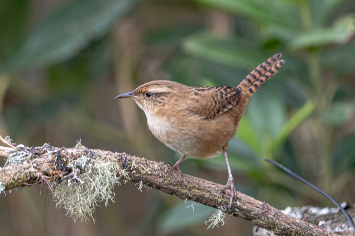 Grass Wren - ML643709761