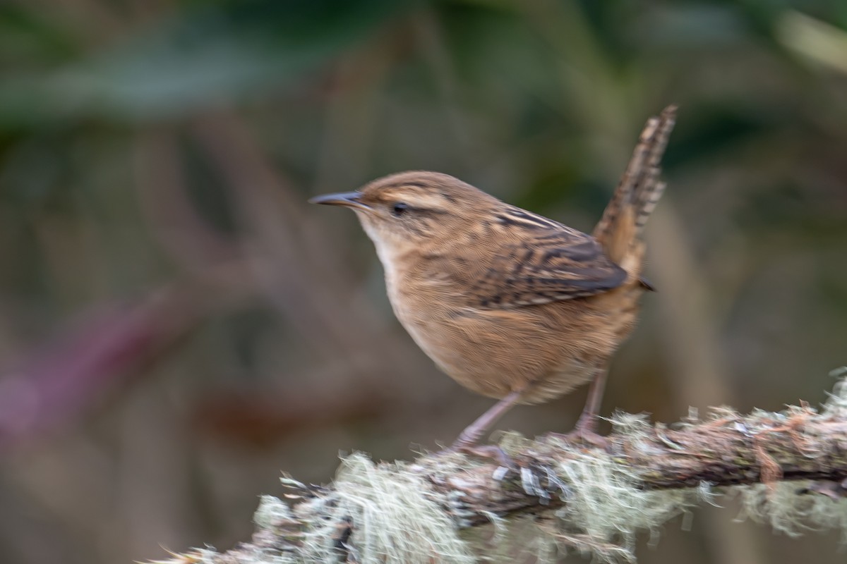 Grass Wren - ML643709764