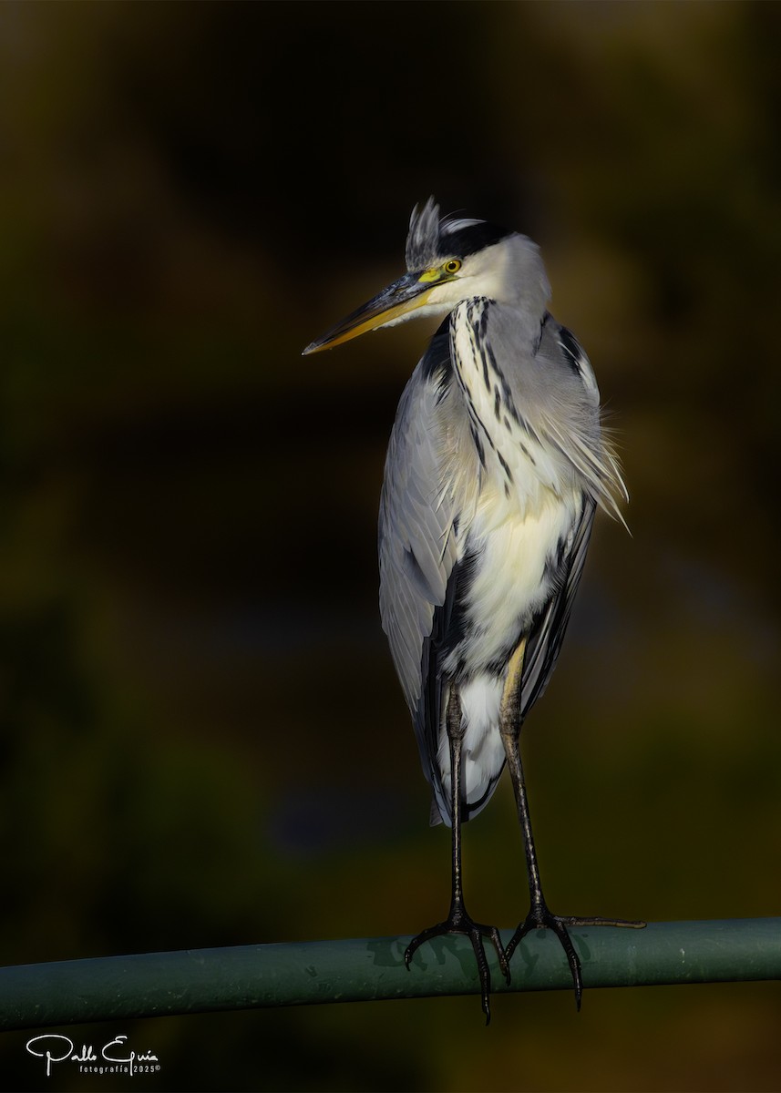 Gray Heron - ML643709769
