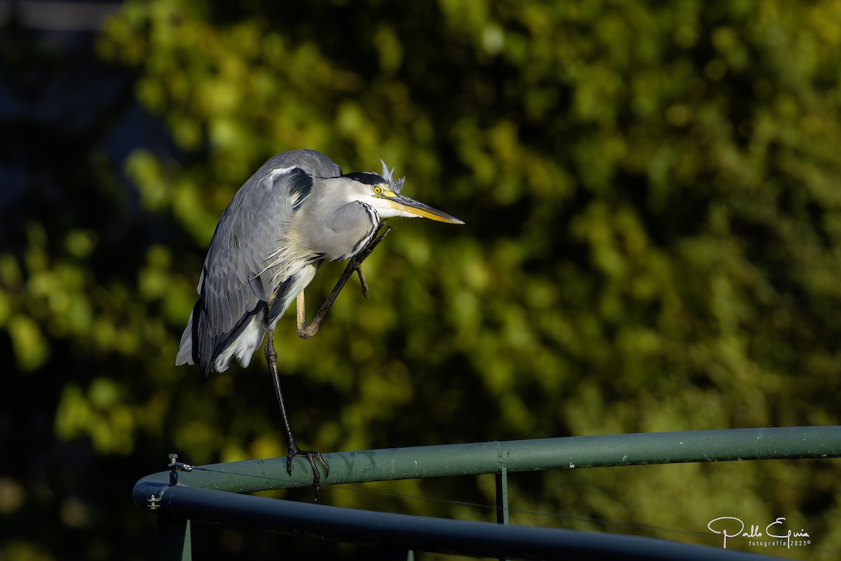 Gray Heron - ML643709771