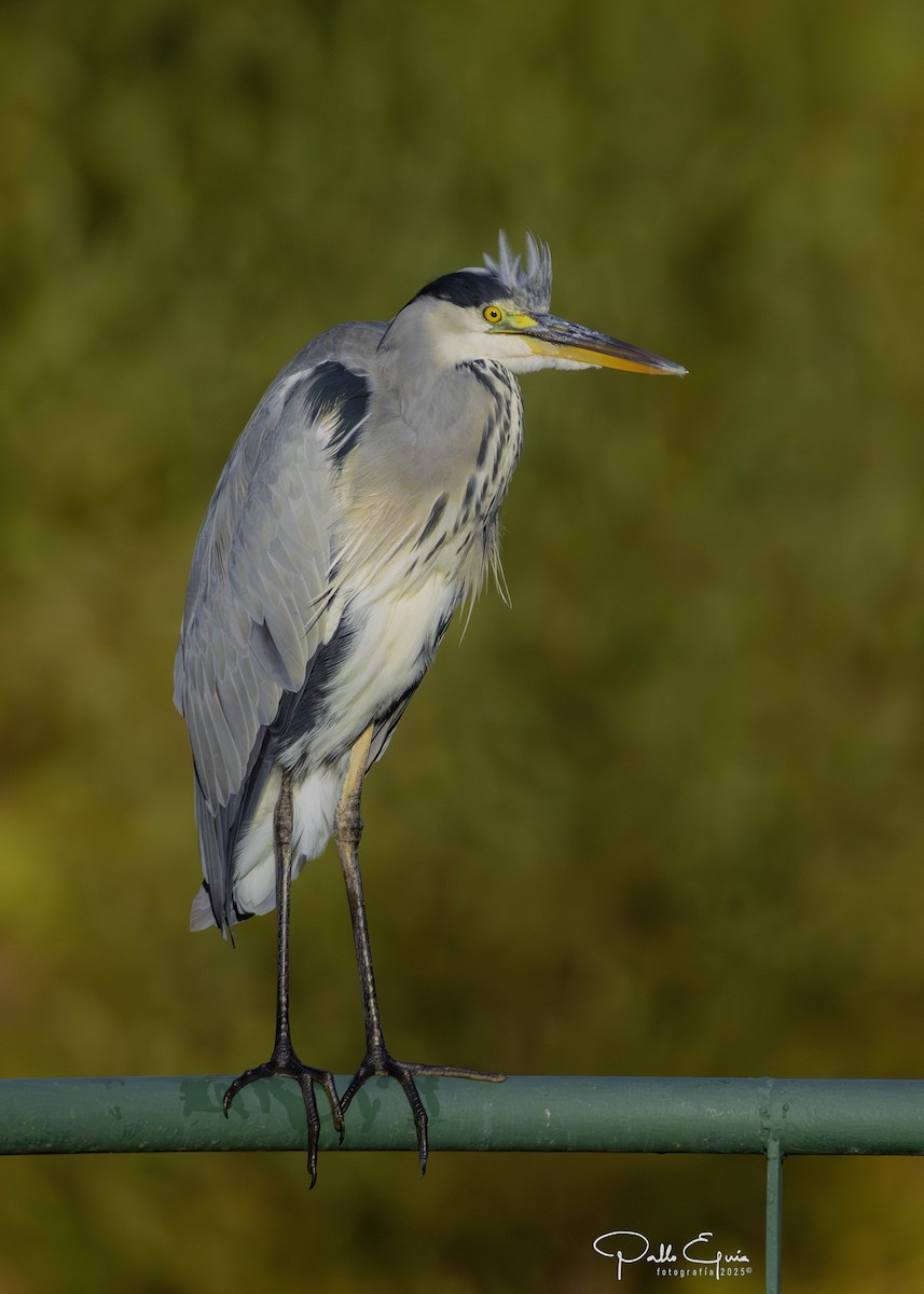 Gray Heron - ML643709772