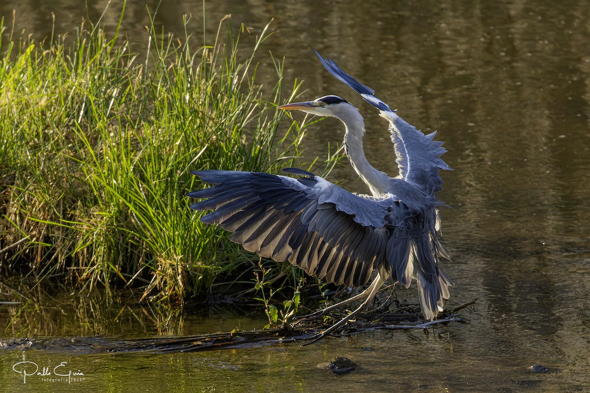 Gray Heron - ML643709773