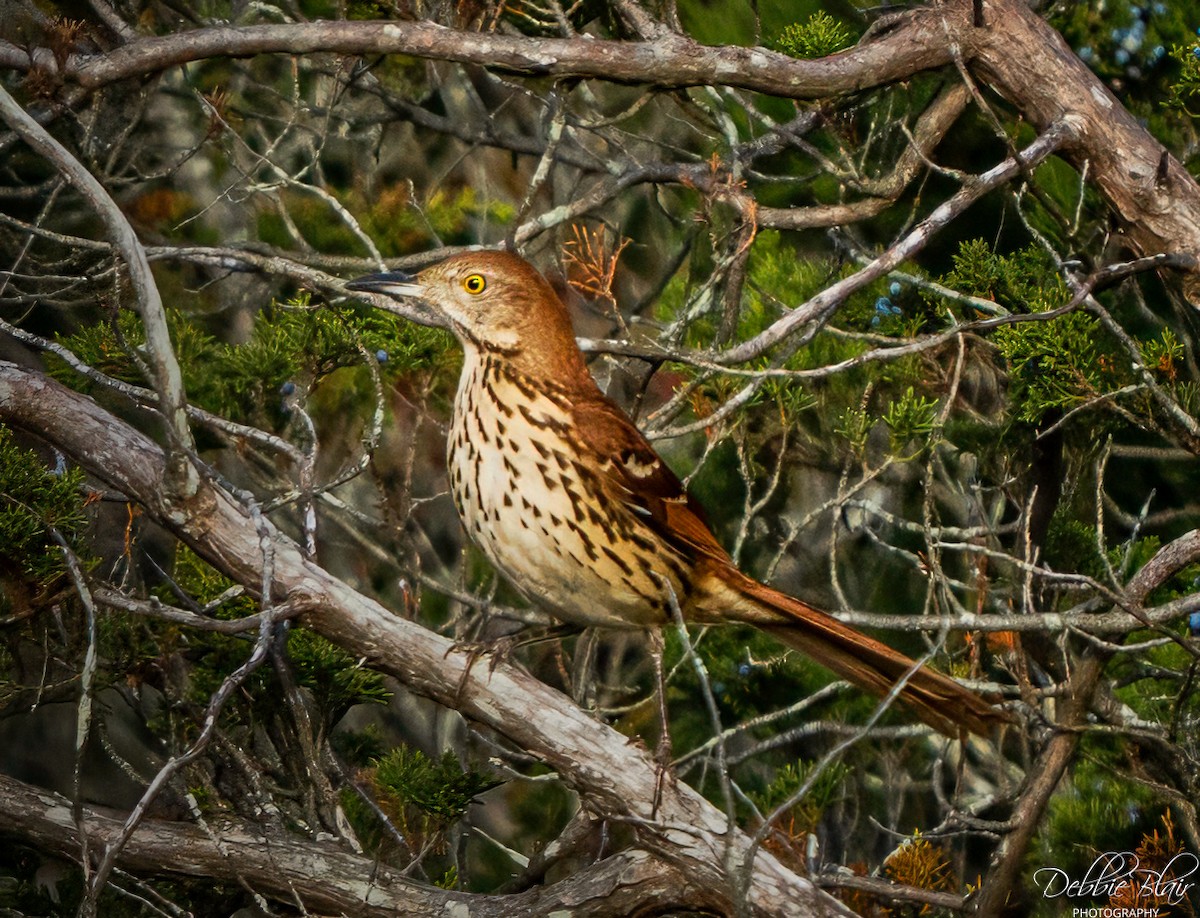 Brown Thrasher - ML643709776
