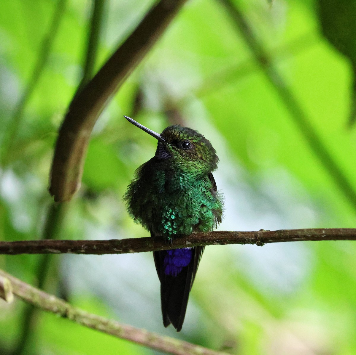 Glowing Puffleg - ML643709781