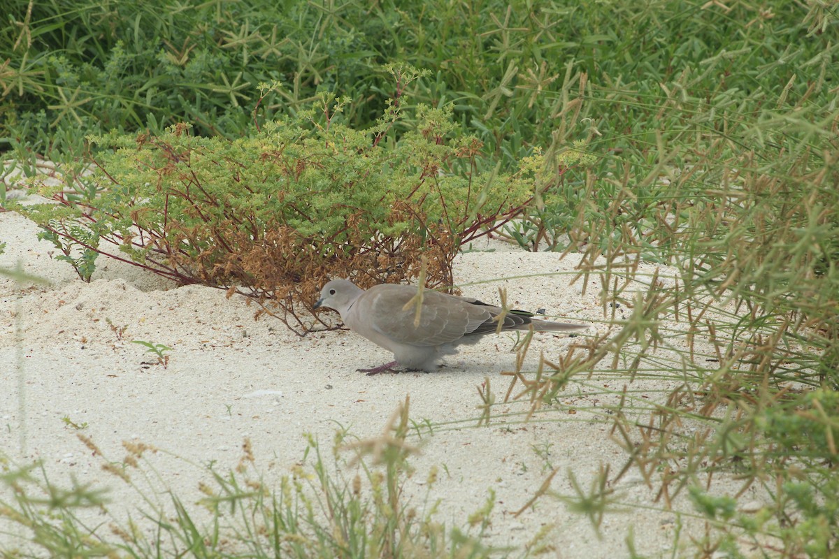 Eurasian Collared-Dove - ML643709782