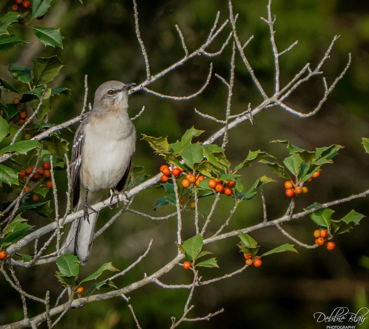 Northern Mockingbird - ML643709783