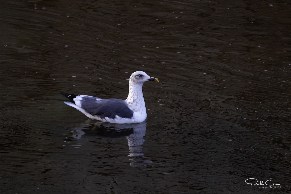 Gaviota Sombría - ML643709784