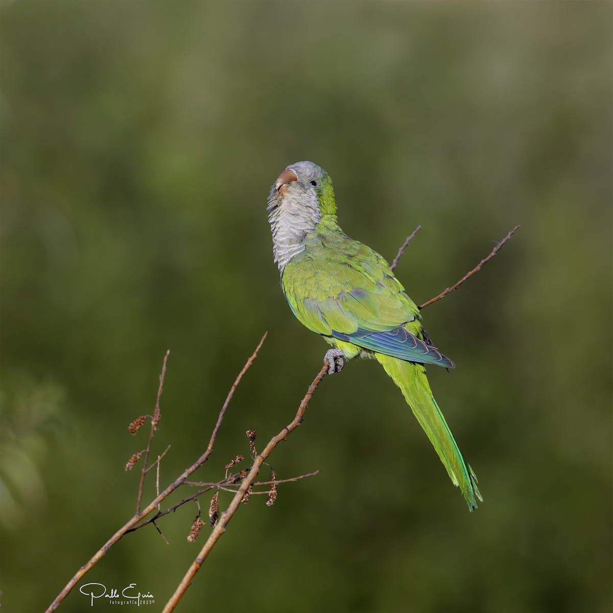 Monk Parakeet - ML643709785
