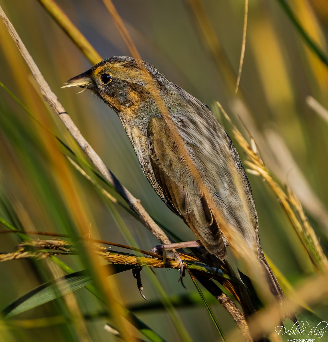Saltmarsh Sparrow - ML643709798