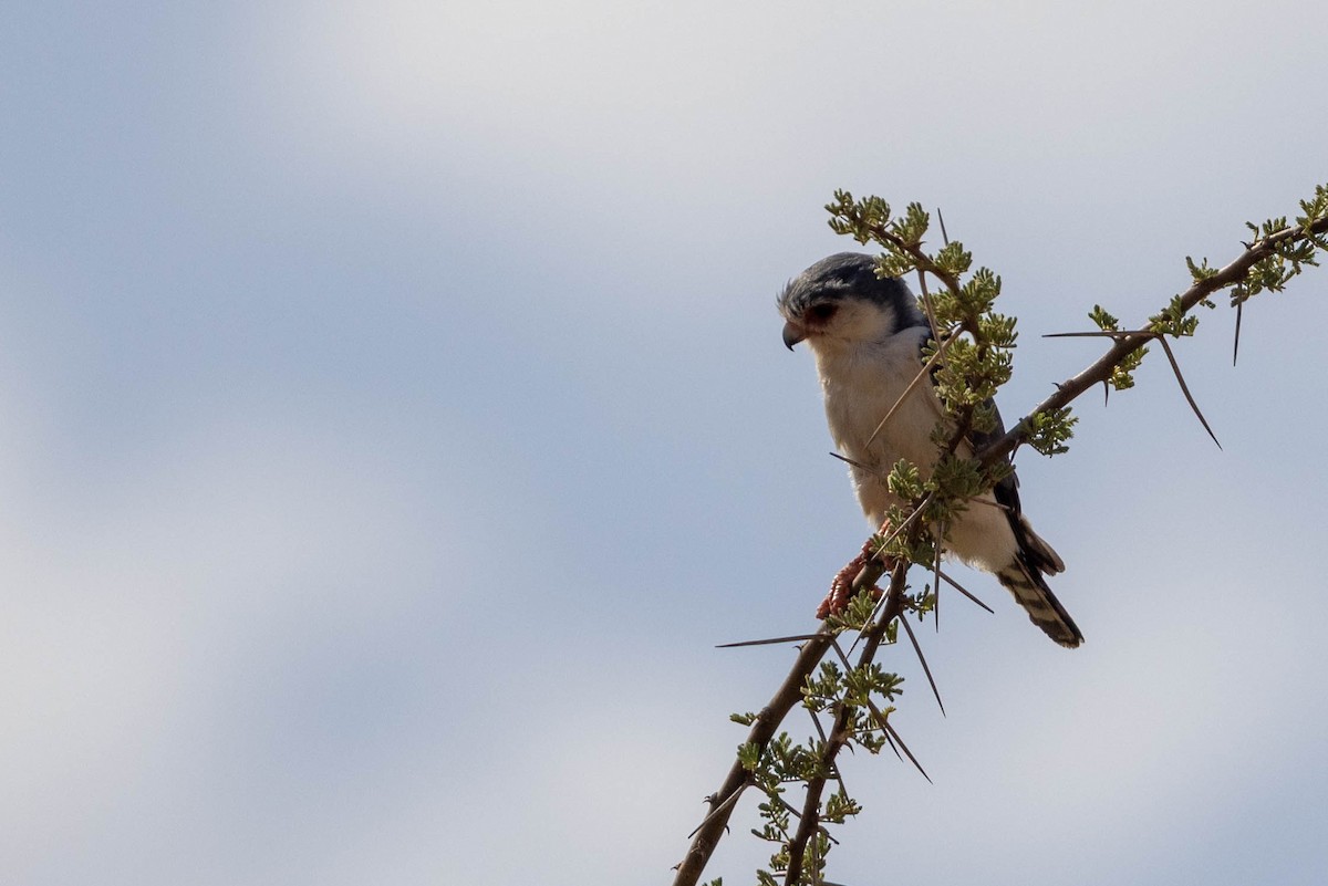 Pygmy Falcon - ML643709799