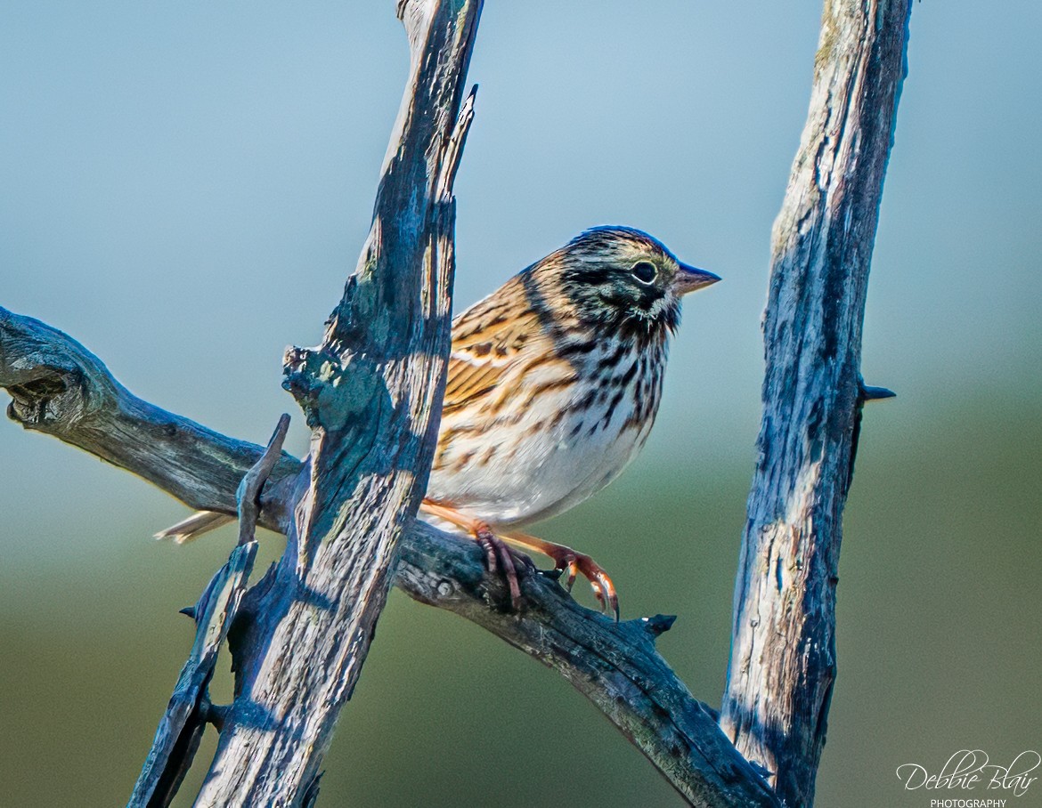 Savannah Sparrow - ML643709807