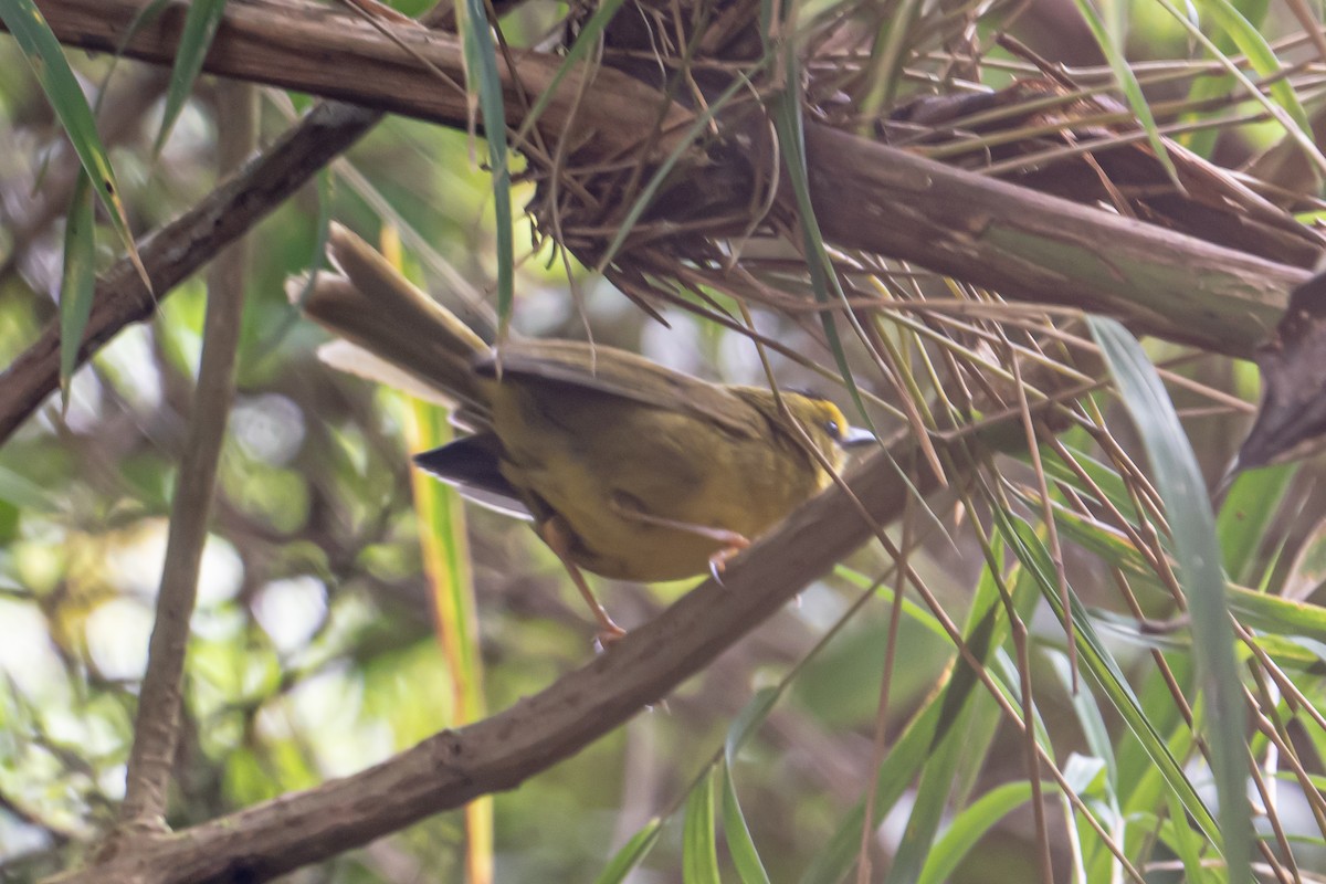 Black-crested Warbler - ML643709808