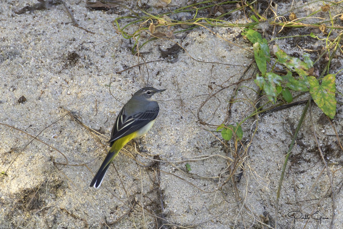 Gray Wagtail - ML643709810