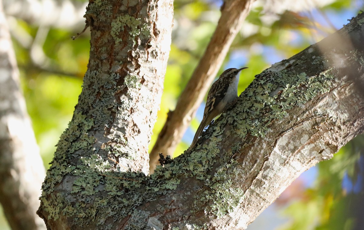 Brown Creeper - ML643709811