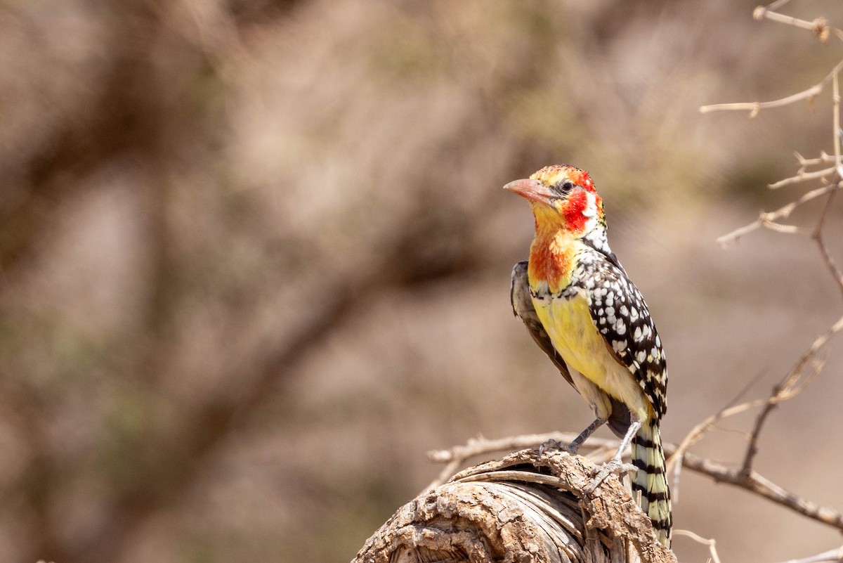 Sarı Kırmızı Barbet - ML643709813