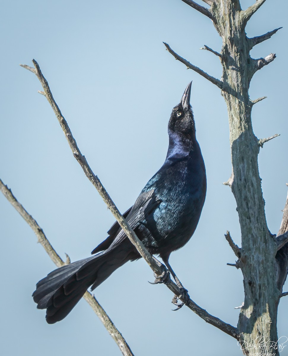 Boat-tailed Grackle - ML643709821